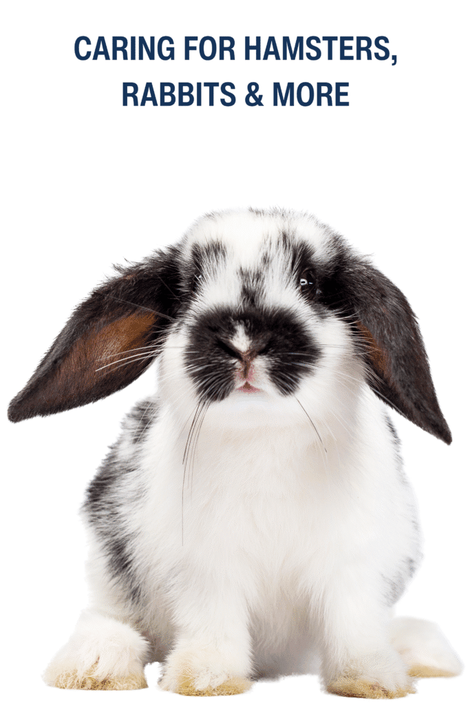 Pet rabbits