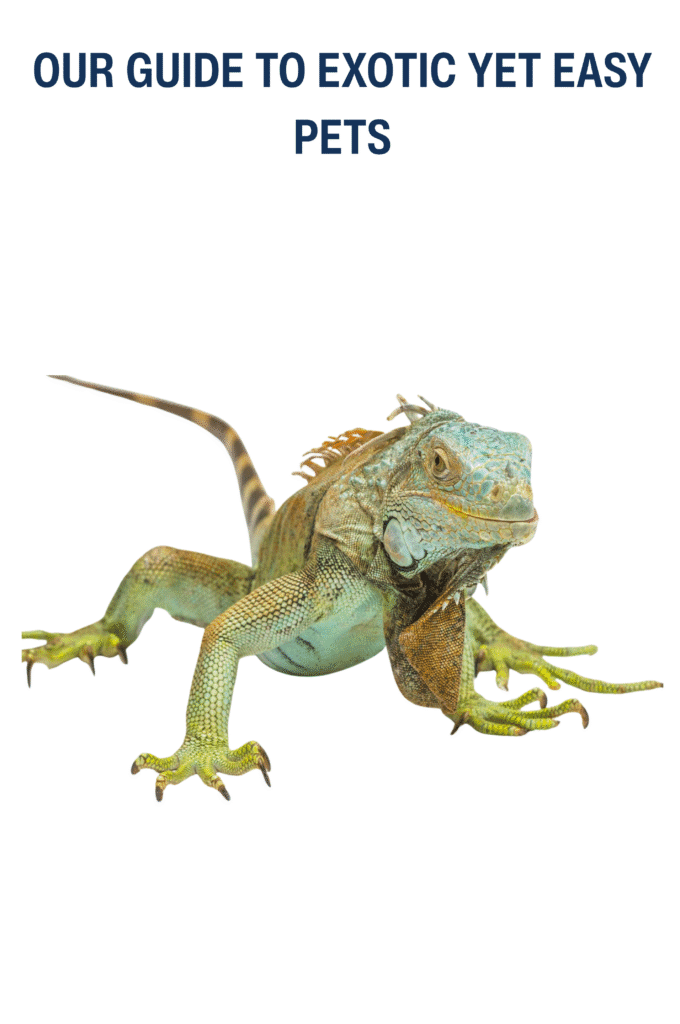 Pet Reptiles & Amphibians