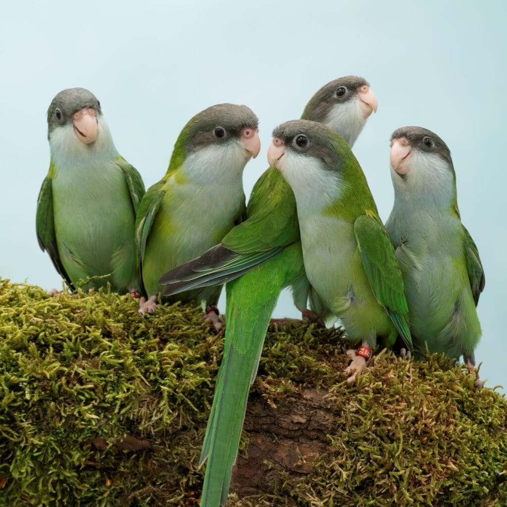 pet birds-Petter Cartuyvels / Belgium