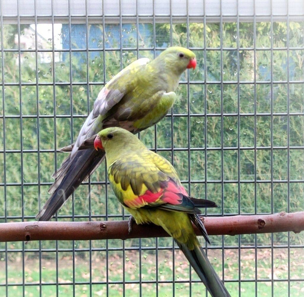 parakeet as pet