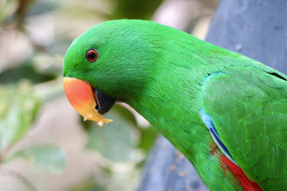 Understand parakeet sounds and what they mean. Learn to interpret your bird’s chirps, calls, and songs to improve bonding and care!