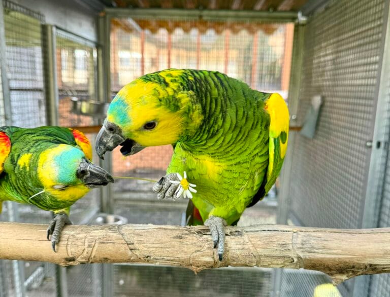 Food of a Parrot: Powerful Nutrition Guide for a Healthy Pet Bird