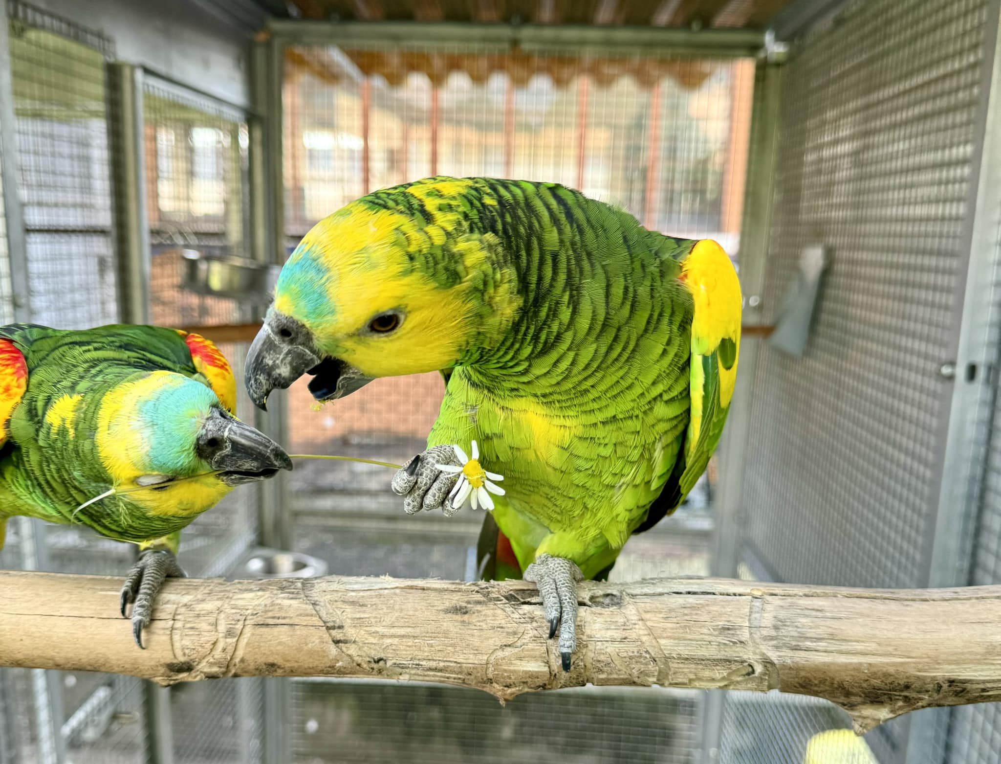 Food of a Parrot: Powerful Nutrition Guide for a Healthy Pet Bird