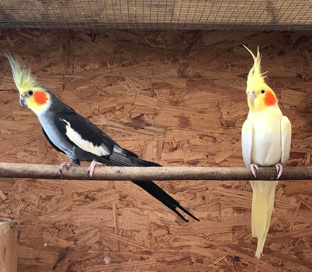 parakeet as pet: Cockatiel