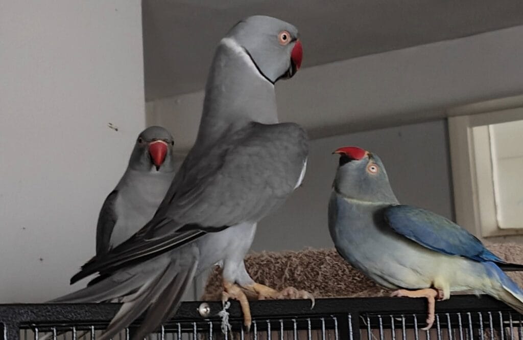 Parakeet Sounds