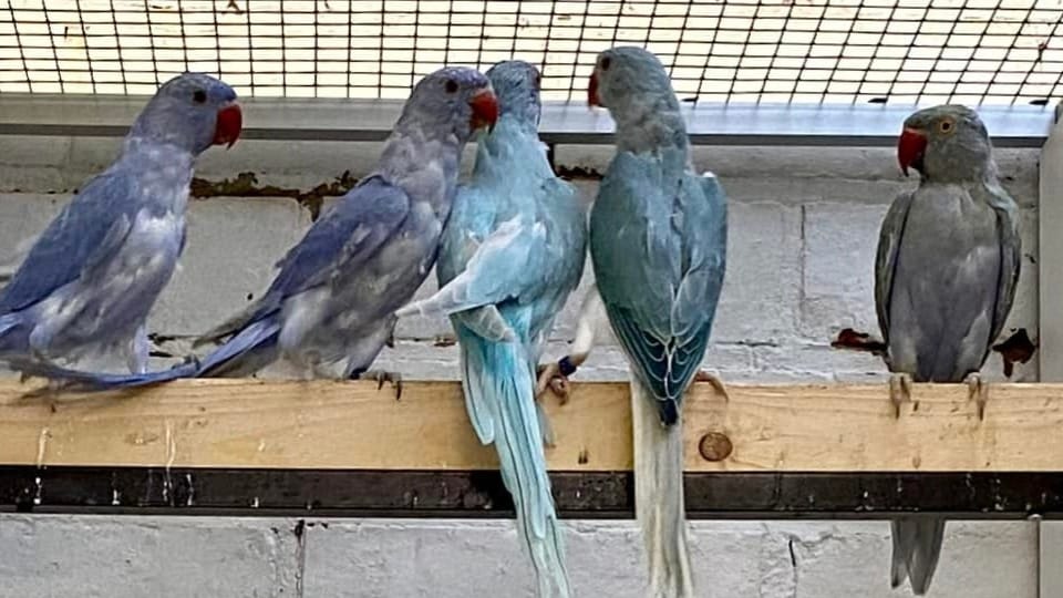 why birds lose feathers