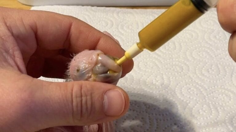 Discover essential handfeeding techniques for baby birds. Learn proper formulas, feeding schedules, and safety tips from expert avian care.