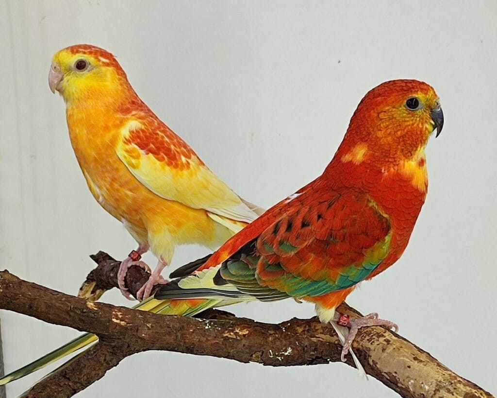 parakeet as pet: Red-rumped parakeet
