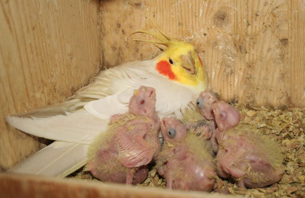 pet birds