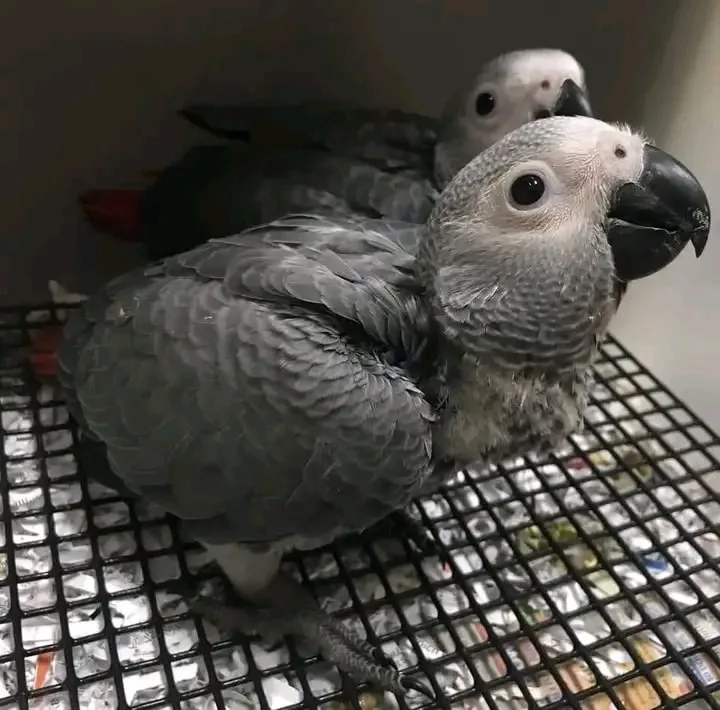 African gray as pet 