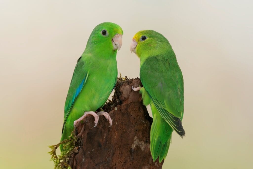 Parrot Age Expectancy: