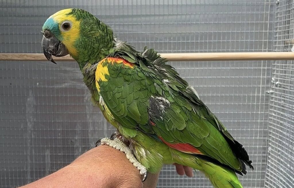 why birds lose feathers