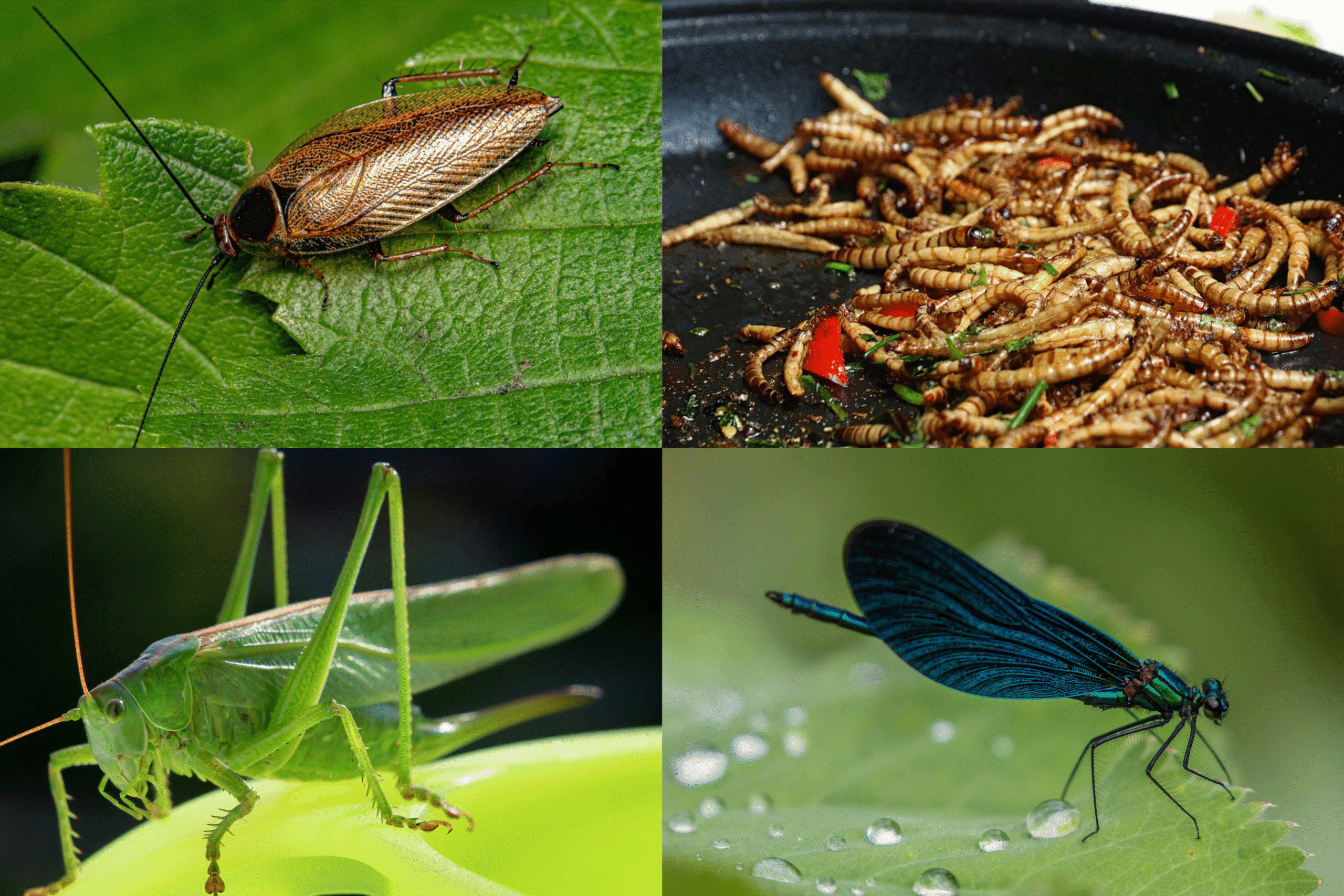What Do Scorpions Eat?