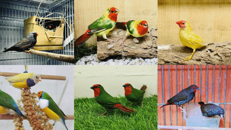 Thinking of finches as pets? Discover care tips, diet needs, and social behavior for these cheerful, low-maintenance birds. Perfect for beginner bird lovers!
