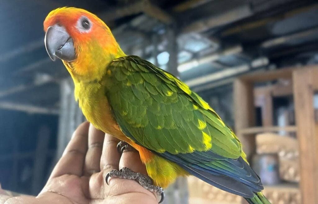 Parrot behavior