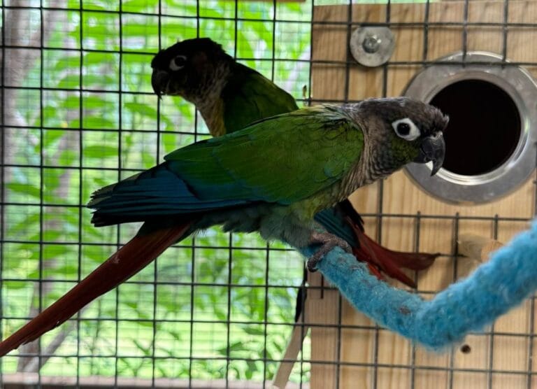 Master these 6 smart care tips to keep your green cheeked parakeet healthy, happy, and thriving.
