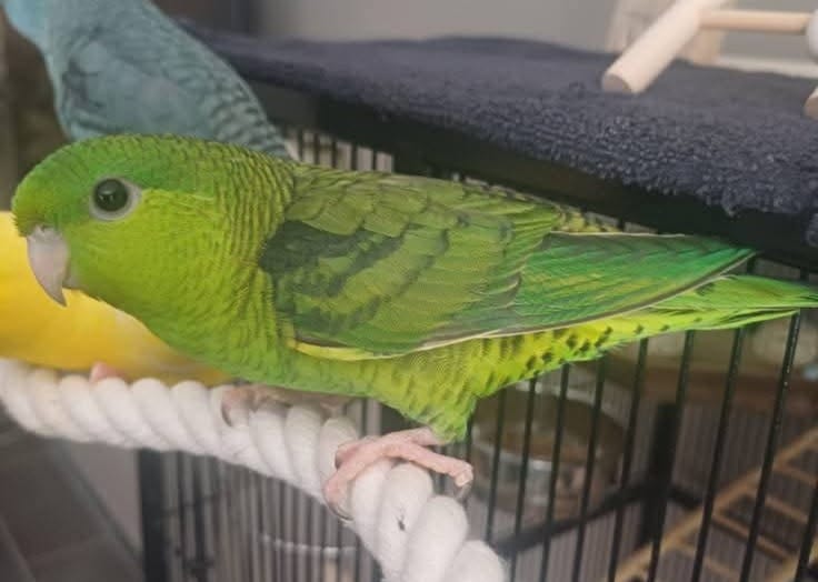 The lineolated parakeet