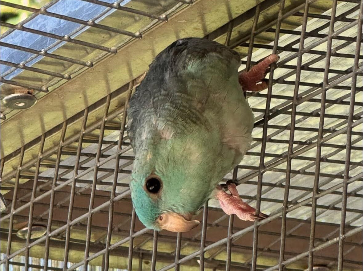 The lineolated parakeet