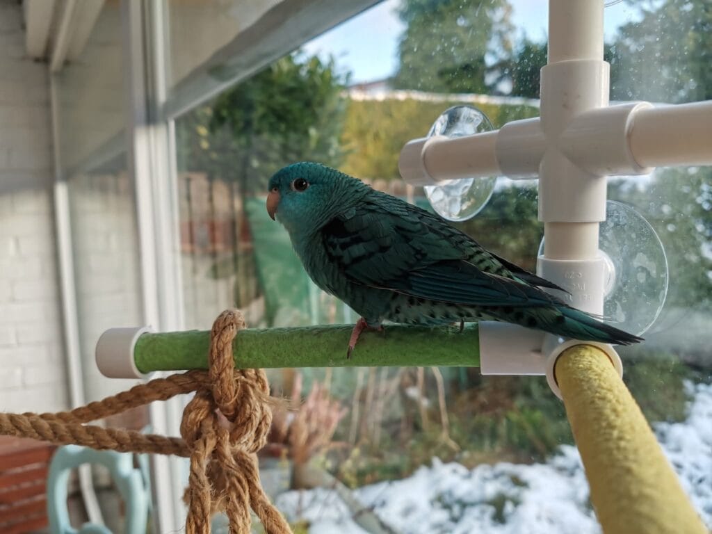 parakeet as pet: Lineolated parakeet