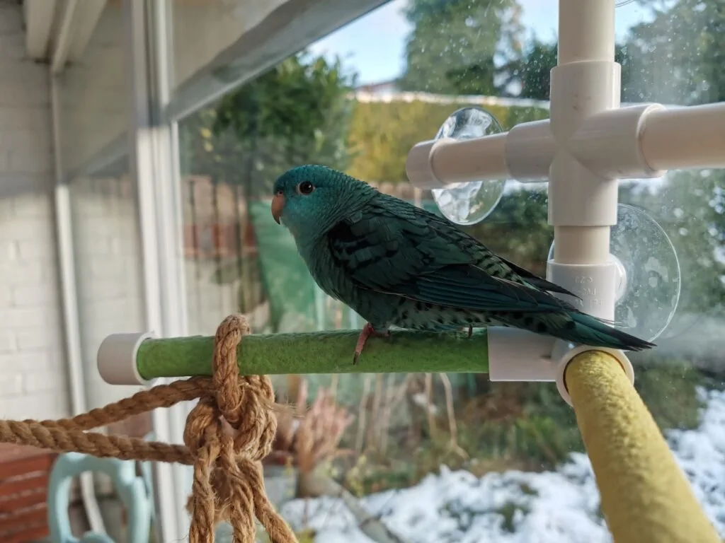 parakeet as pet: Lineolated parakeet