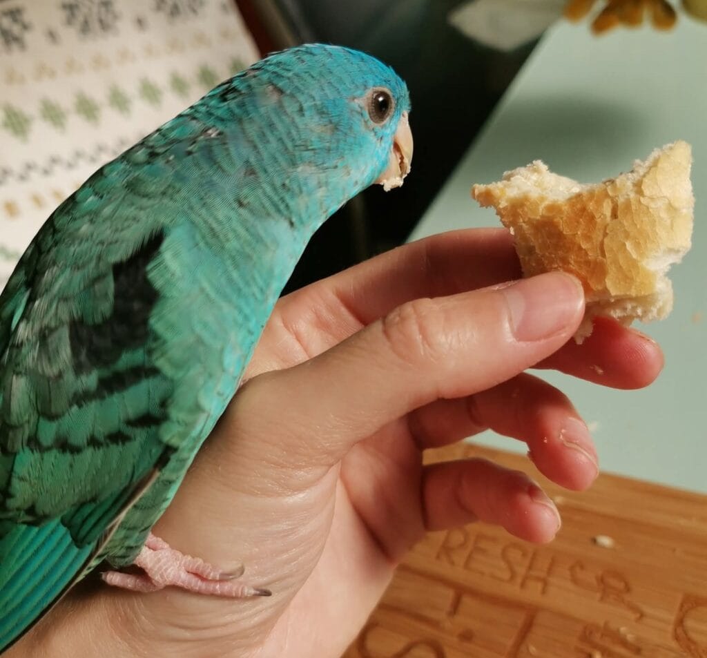 The lineolated parakeet