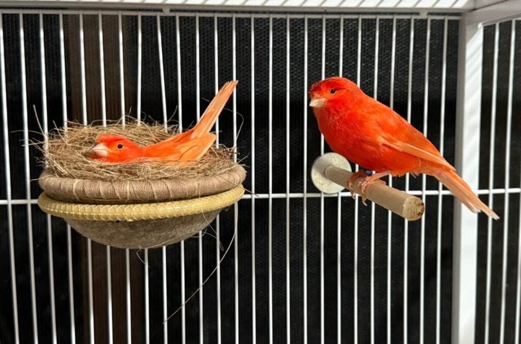 Canaries as pets