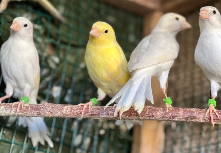 Discover the joy of keeping canaries as pets with expert tips on care, diet, and singing behavior. These bright, musical birds are perfect for any home!