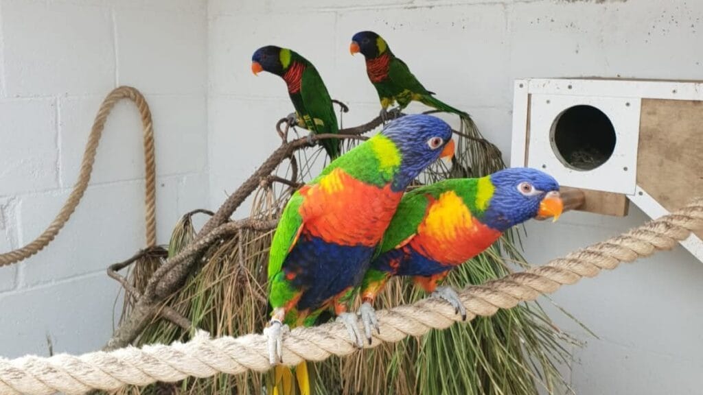 Parrot behavior