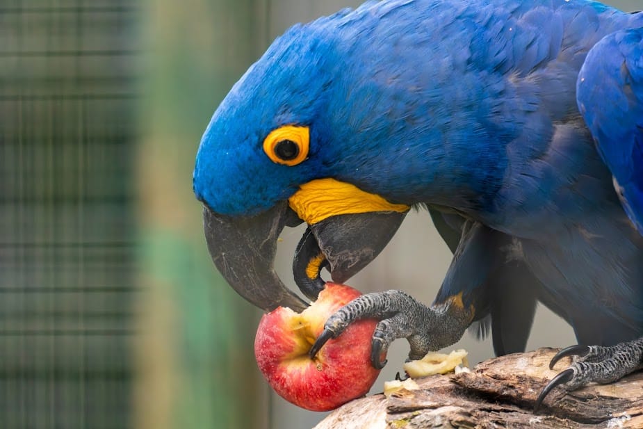 pet birds