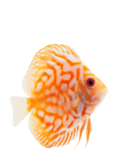 Beginner’s Guide to Aquariums