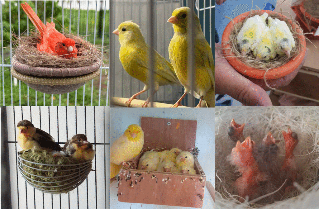 canaries as pets