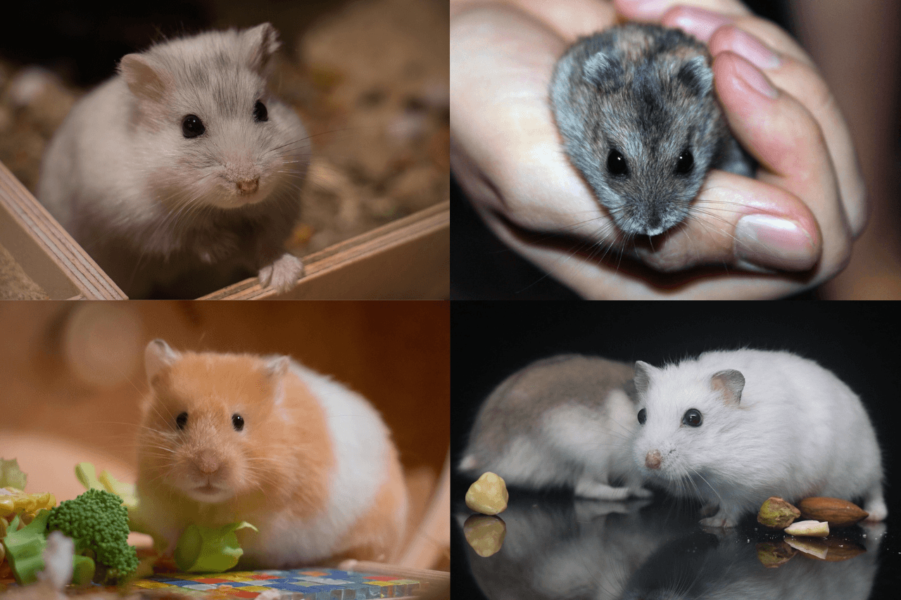Discover why a hamster as pet is a joyful, low-maintenance companion perfect for any home.