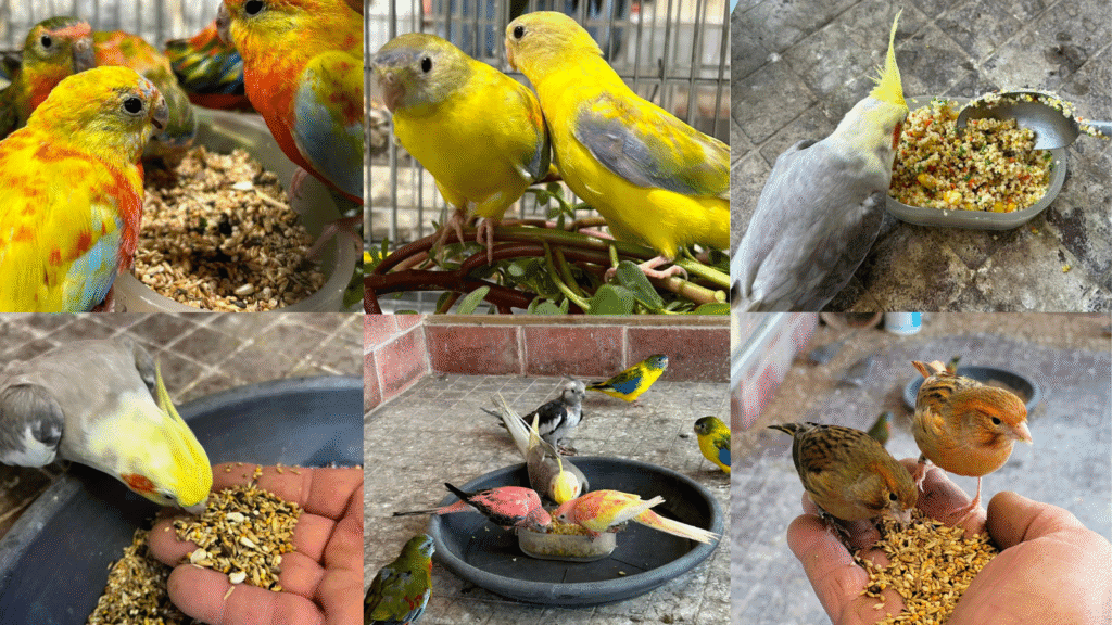teach your bird to eat a new diet