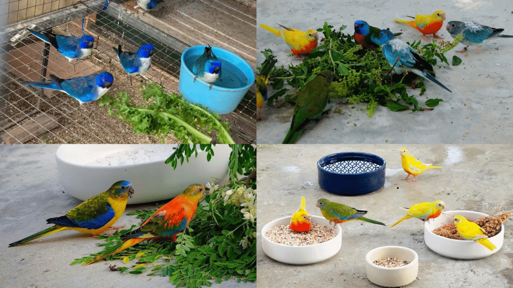 teach your bird to eat a new diet