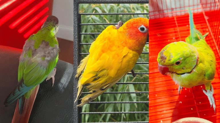 Discover why birds lose feathers naturally and when to worry. Learn the 7 main causes of feather loss in pet and wild birds for better care.