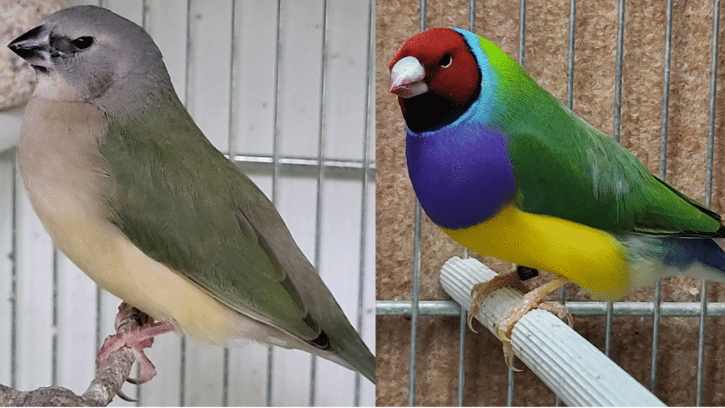 why birds lose feathers