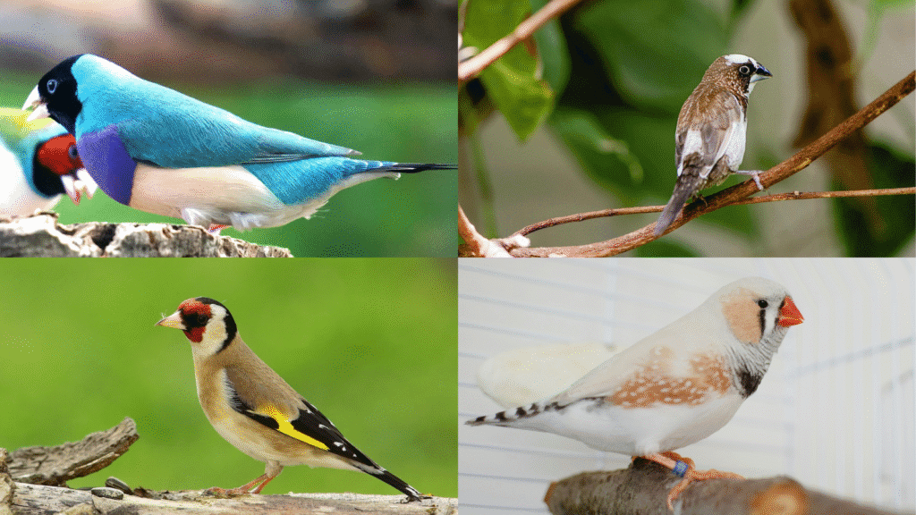 Finches as pets