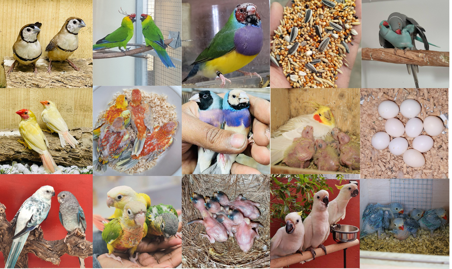 Discover the essential guide to birds — including their taxonomy, feeding habits, breeding behaviors, care requirements, and more. Whether you're a beginner or experienced birdkeeper, this article has everything you need.
