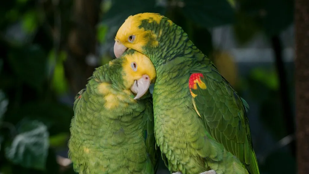 Two pet birds perched together