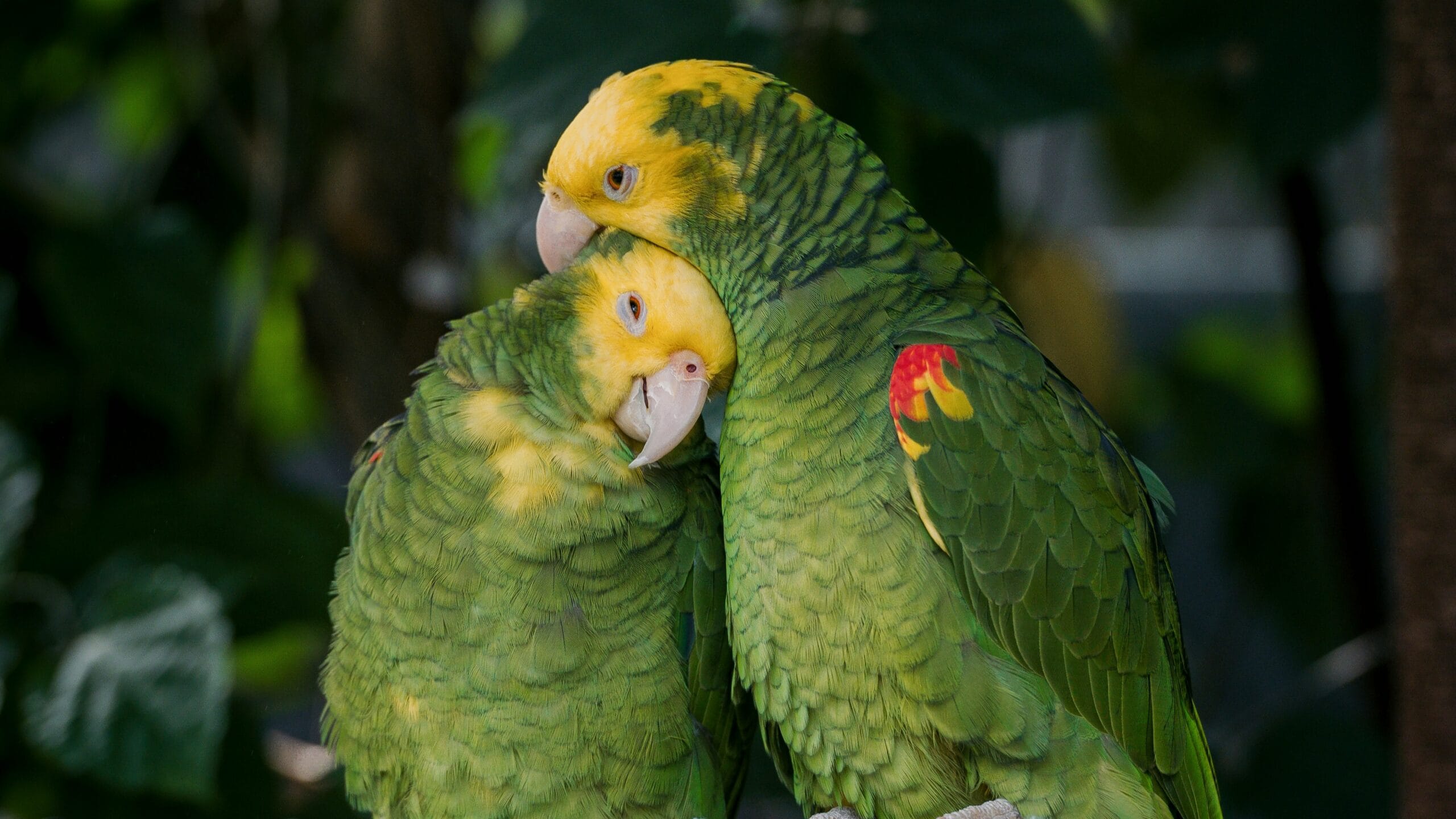 Learn how to keep, feed, house, and breed pet birds with our ultimate beginner’s guide. Includes care tips, health advice, and setup checklists.