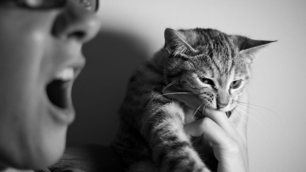 why does my cat bite me
