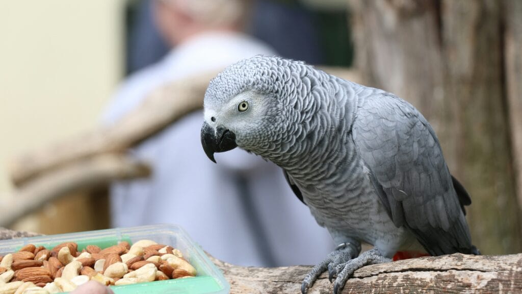 Parrot behavior