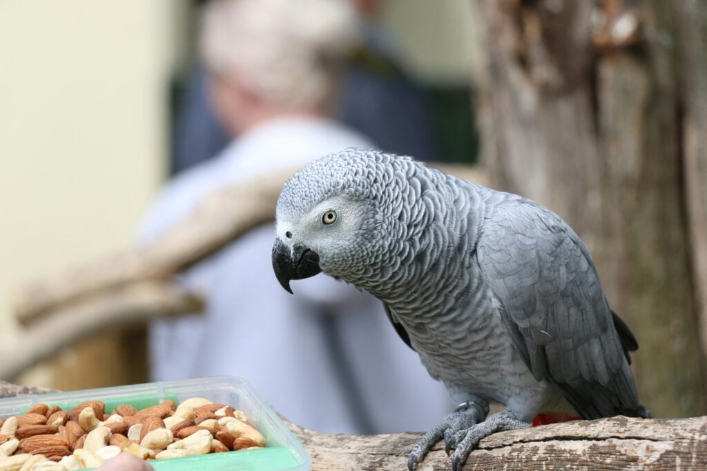 African gray as pet