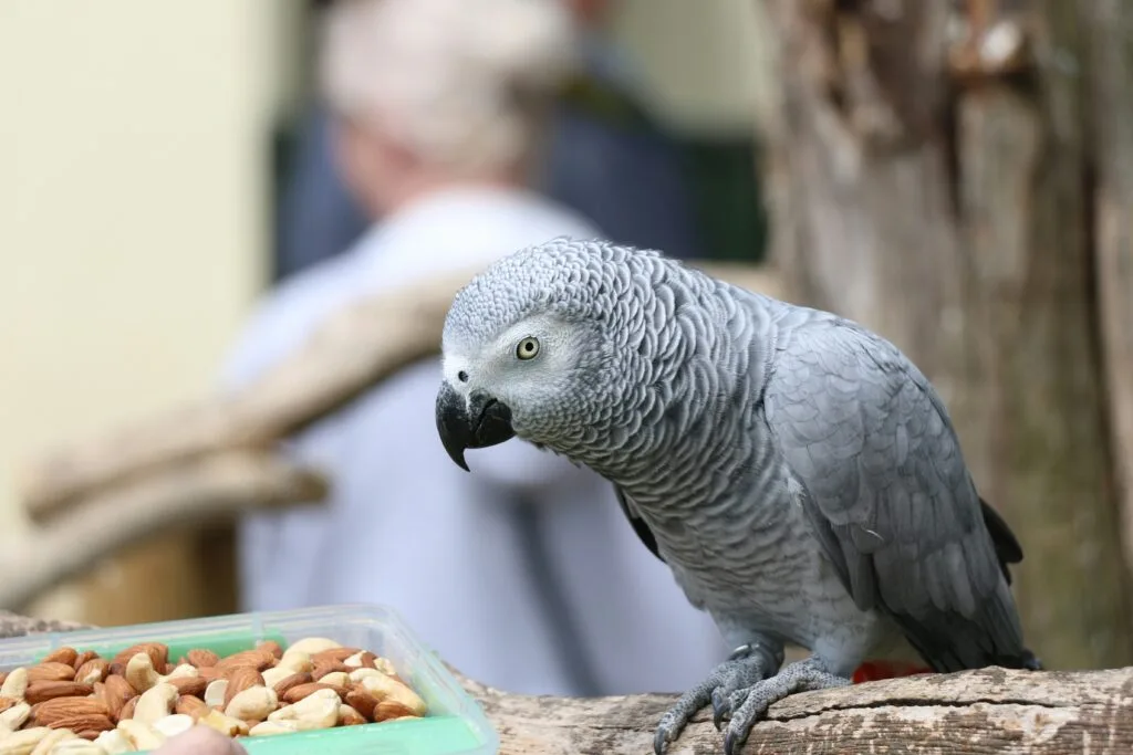 African gray as pet 