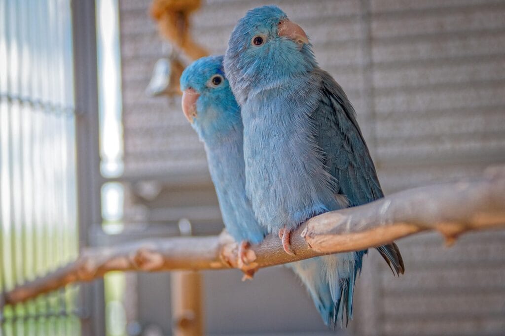 parakeet as pet: Forpus parakeet