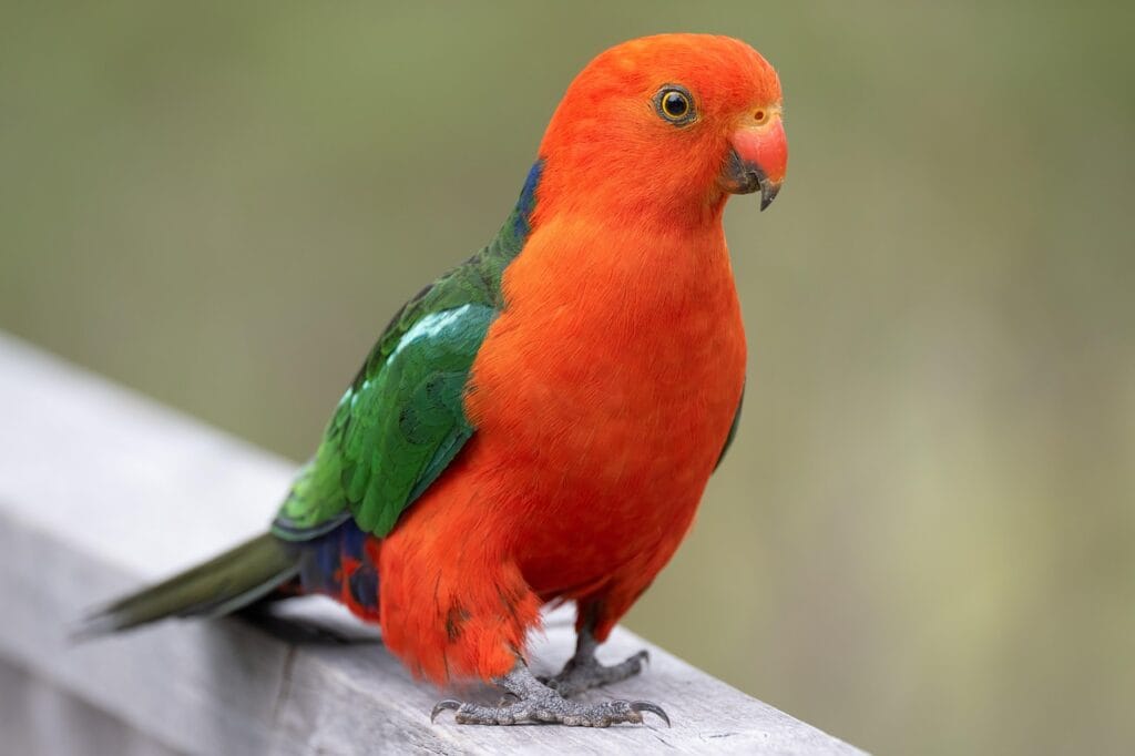 Parakeet Life Expectancy