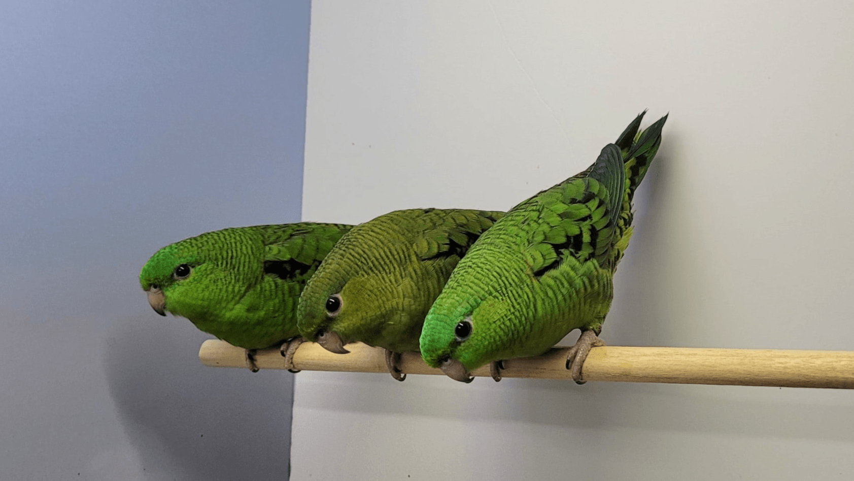 Lineolated parakeet