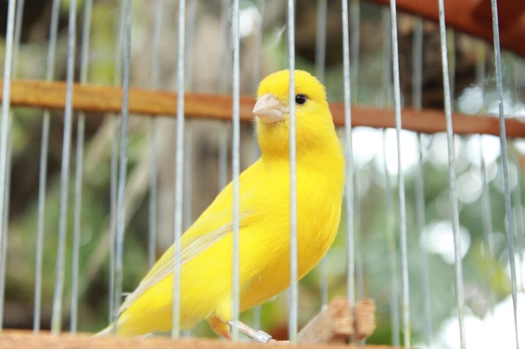 bird 5285011 1280