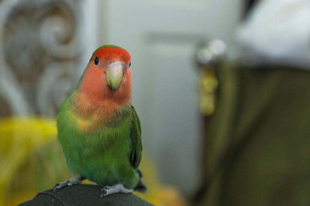 parakeet as pet: Peach-faced lovebirds