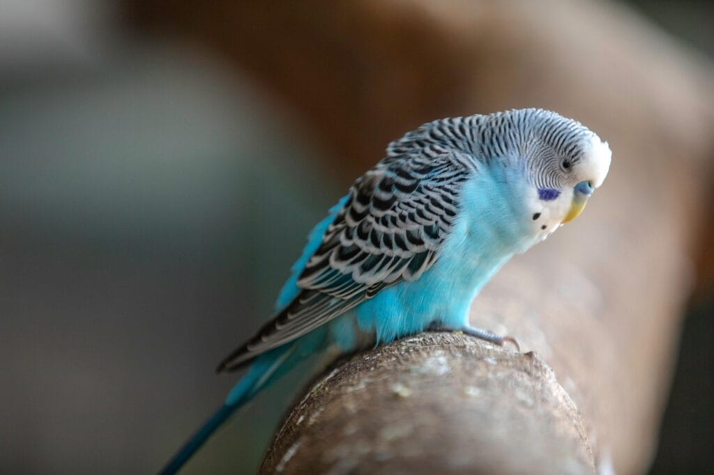 parakeet as pet: budgerigar
